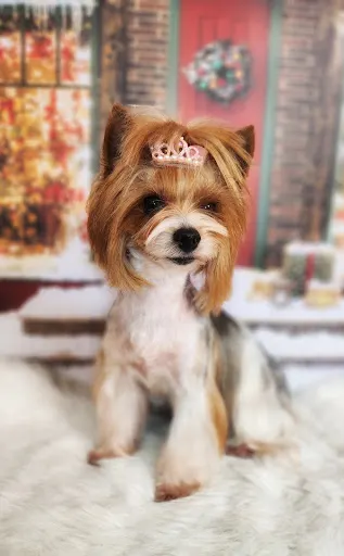 Daisy fryzjer dla zwierzat